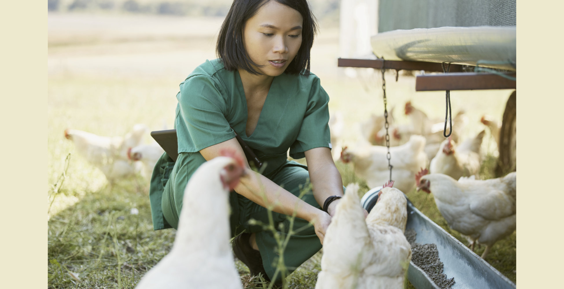 control de infecciones gallinas